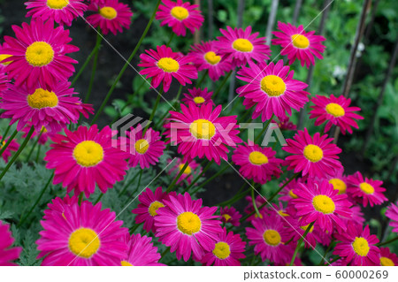 Beautiful Red Argyranthemum, Marguerite, 60000269