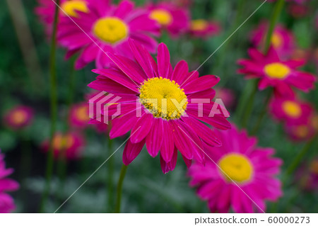 Beautiful Red Argyranthemum, Marguerite, 60000273