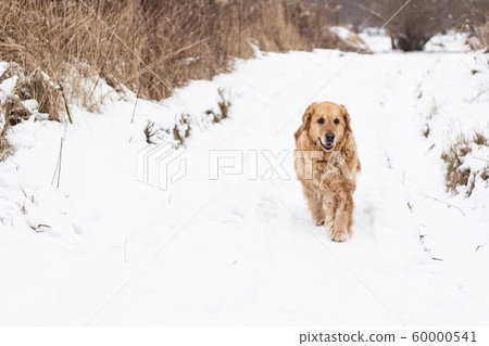 old golden retriever dog winter snow portrait 60000541