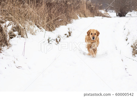 old golden retriever dog winter snow portrait old golden retriever dog winter snow portrait 60000542