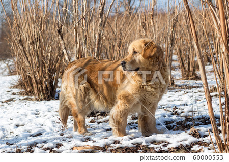 old golden retriever dok winter snow portrait old golden retriever dok winter snow portrait 60000553