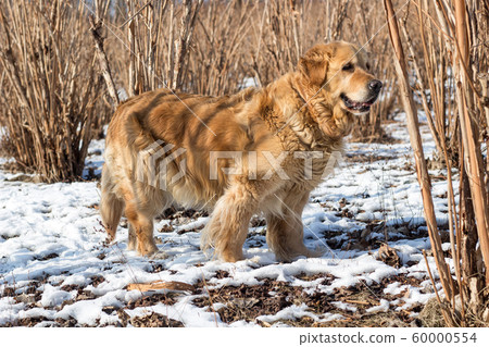 old golden retriever dok winter snow portrait old golden retriever dok winter snow portrait 60000554