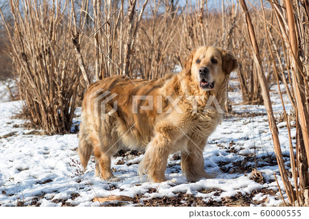 old golden retriever dok winter snow portrait old golden retriever dok winter snow portrait 60000555