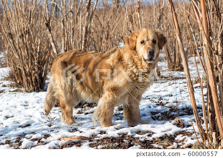 old golden retriever dok winter snow portrait 60000557