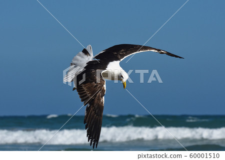 Kelp Gull In Flight By The Sea (Larus dominicanus) 60001510