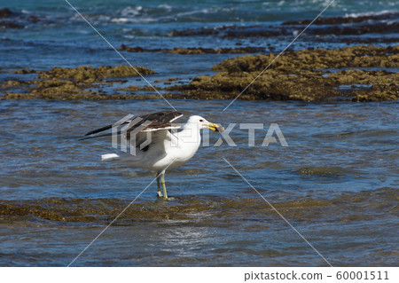 Kelp Gull Standing In Seawater With Mollusk (Larus dominicanus) 60001511