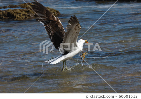 Kelp Gull Plucks A Crab From The Ocean (Larus dominicanus) 60001512