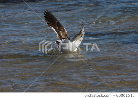 Kelp Gull Splash Down In Seawater (Larus dominicanus) 60001513