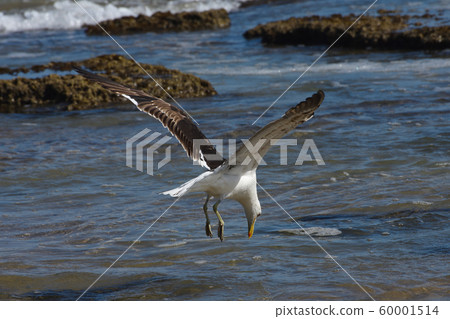 Kelp Gull Diving Towards Seawater (Larus dominicanus) 60001514