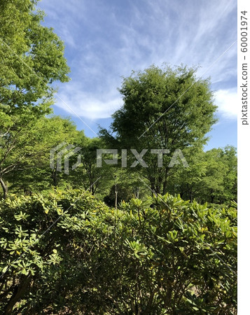 Fresh green season sunny in May Fresh green season sunny in May 60001974