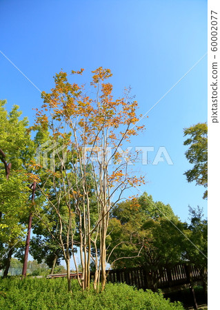 Culverberry autumn leaves 60002077