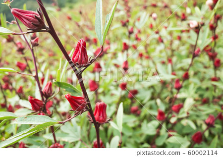 red roselle flowers red roselle flowers 60002114
