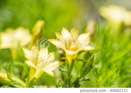 native species of yellow Gentiana flowers 60002131