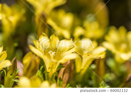 native species of yellow Gentiana flowers 60002132