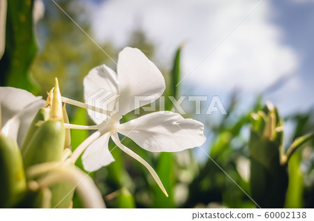 nature landscape of white butterfly ginger nature landscape of white butterfly ginger 60002138