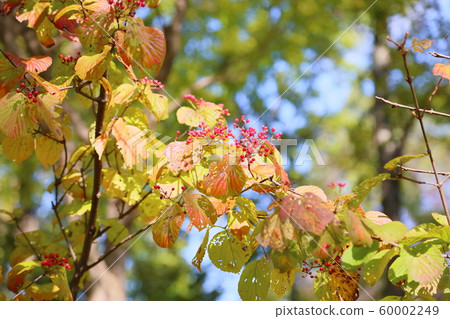 Viburnum 60002249