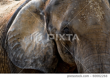Head Of An Old African Elephant With Wrinkled Skin  60002268