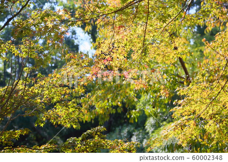 日本楓葉 60002348