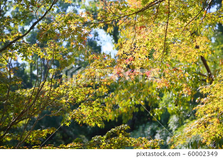 Japanese maple leaves 60002349