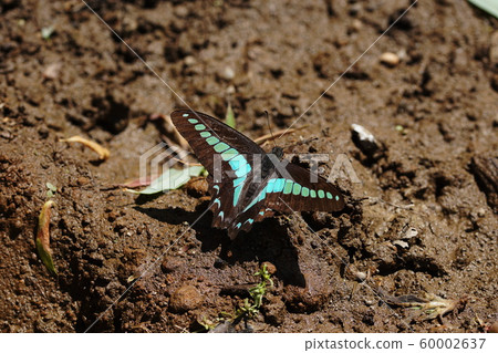 普通的藍瓶 60002637