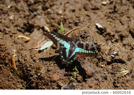 普通的藍瓶 普通的藍瓶 60002638