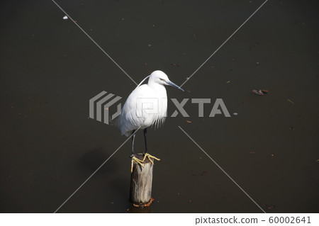 小白鷺 小白鷺 60002641