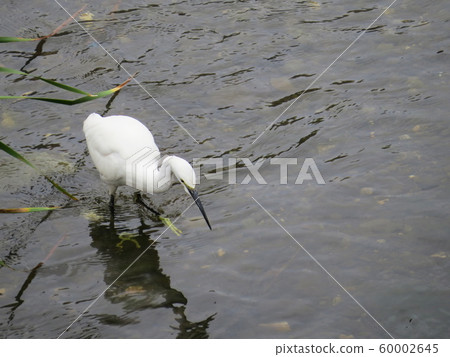 小白鷺 60002645