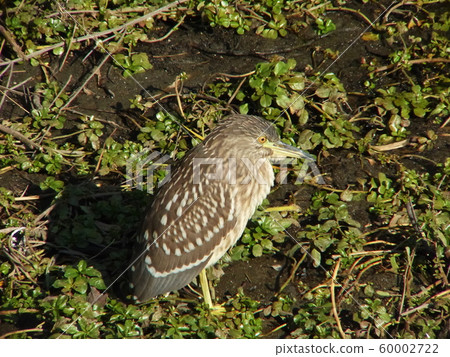 Black-crowned night heron 60002722