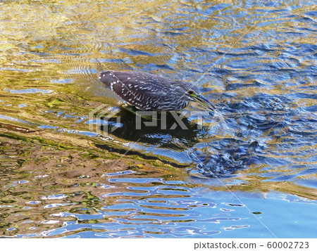 Black-crowned night heron 60002723
