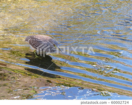 黑冠夜鷺 黑冠夜鷺 60002724