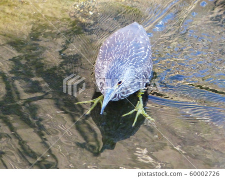 黑冠夜鷺 60002726