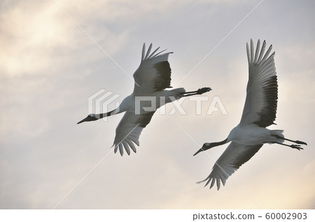Sunset sky and flying Japanese crane (Tsurui, Hokkaido) Sunset sky and flying Japanese crane (Tsurui, Hokkaido) 60002903