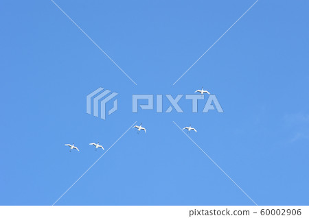 A flock of flying tongue butterflies (Hokkaido · Tsurui) 60002906