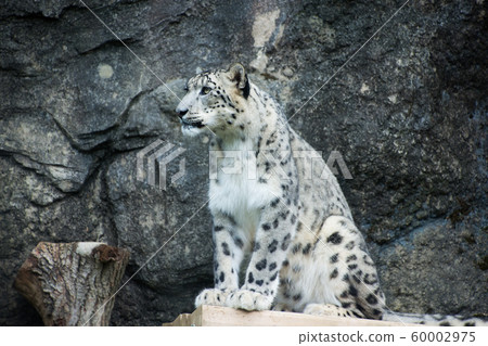 Snow leopard Snow leopard 60002975