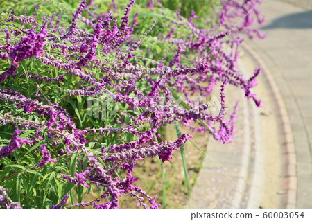 Salvia leucansa花 Salvia leucansa花 60003054