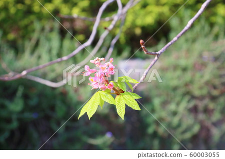 紅花花 紅花花 60003055