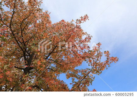 Autumnal weather Autumnal weather 60003295