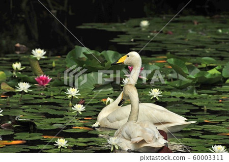 Showa Forest Swan 60003311