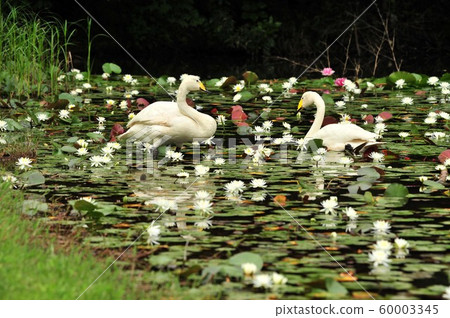 Showa Forest Swan Showa Forest Swan 60003345