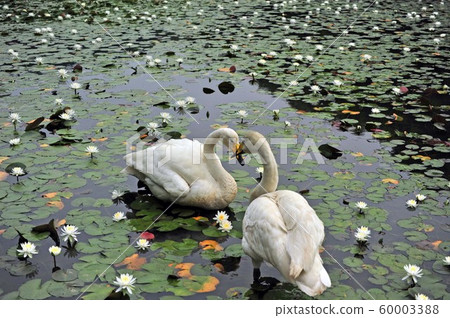 Showa Forest Swan Showa Forest Swan 60003388