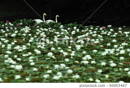 Showa Forest Swan 60003467