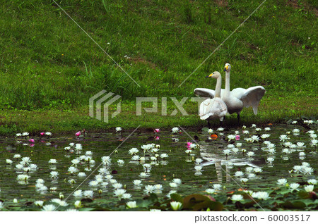 Swan in the Showa wood 60003517