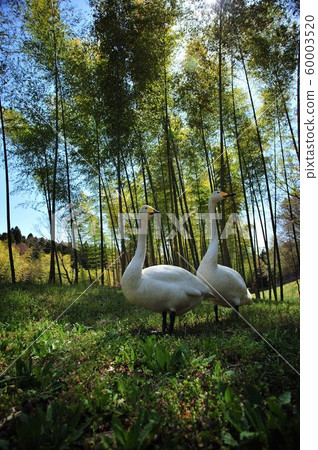 Swan in the Showa wood Swan in the Showa wood 60003520