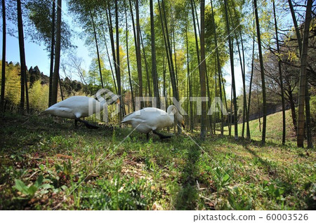 天鵝在昭和木材 60003526