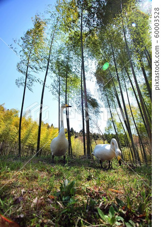 天鵝在昭和木材 60003528