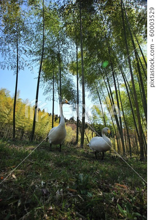 天鵝在昭和木材 60003529