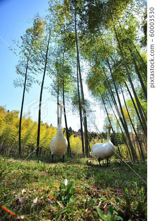 天鵝在昭和木材 60003530