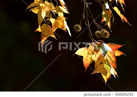楓葉（Muryo農場）楓葉紅色和黃色的多葉秋季背景 60004292