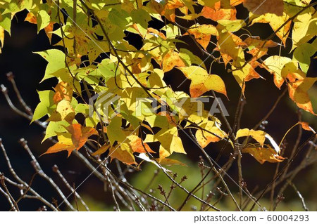 楓葉(Muryo農場)楓葉紅色和黃色的多葉秋季背景 楓葉(Muryo農場)楓葉紅色和黃色的多葉秋季背景 60004293