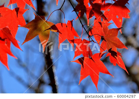 Maple leaf (Muryo Farm) Maple leaf red and yellow leafy autumnal background Maple leaf (Muryo Farm) Maple leaf red and yellow leafy autumnal background 60004297